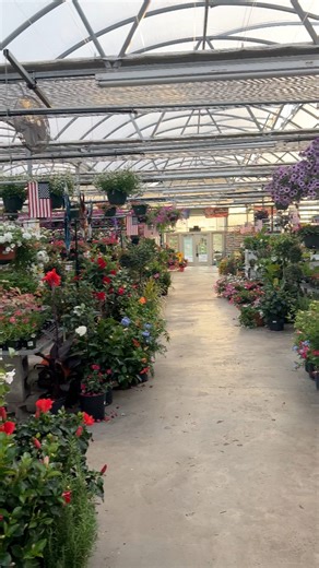 a little walkthrough the greenhouse 🌺 | Country Flower Farms