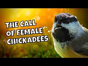 Broken Dee Call Explained | Black-capped Chickadee Calls and Sounds