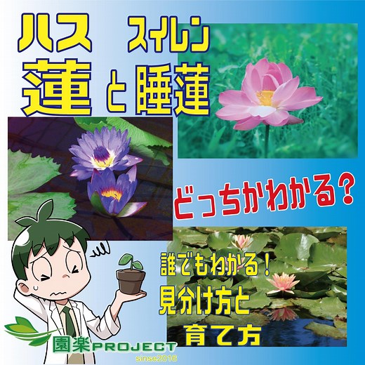 蓮（ハス）と睡蓮（スイレン）どっちかわかる？誰でもわかる見分け方と育て方