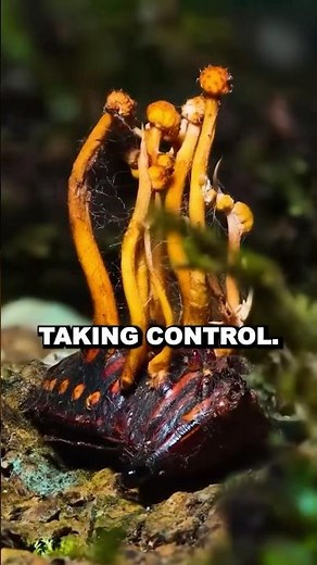 This Fungus Turns Insects Into Real-Life Zombies 🧟🪳