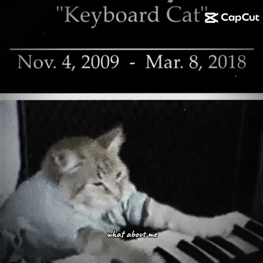 dead keyboard cat☹️😭