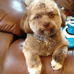 Ce chien ressemble à un humain et sa photo met tout le monde (très) mal à l’aise