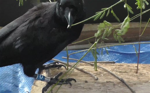 【新喀鸦】油光水滑的鸦鸦手把手教你制作实用小钩子工具