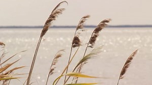 Reed Swayed By Wind Stock Footage Video (100% Royalty-free) 3208378 | Shutterstock