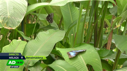 1K views · 28 reactions | El Paraíso de las mariposas azules en Benalmádena, Málaga. Hoy nos encontramos con Marina que es la encargada de cuidar a las 1 500 mariposas de zonas tropicales que hay en este lugar mágico. Extracto del programa Andalucía directo #españa #andalucía #paraiso #mariposasazules #malaga #zonastropicales | Muy Fans de Andalucía | Facebook