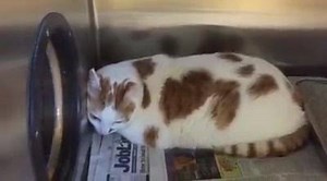 8K views · 202 reactions | 1/26 Choo Choo was adopted today!!! Happy...