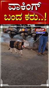 ವಾಕಿಂಗ್ ಬಂದ ಕರು ! | Power TV News #reels #powertvlive #powertvkannada #kannadalivenews #facebookreels | Powertvnews