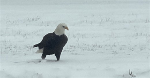 Watch: Bald eagle spotted catching fish in Middlefield