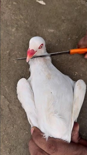 Pigeon Recovery 🕊| Natural Treatment & Care Tips | Sick to Healthy #pigeontreatment #AnimalLover