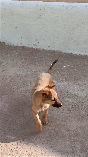 Puppies Barking at Something They Can’t See 😂🐶