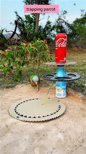 trapping parrot #comedy #funny #birds