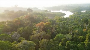 20 trees per second - what’s happening in the Amazon right now is insane