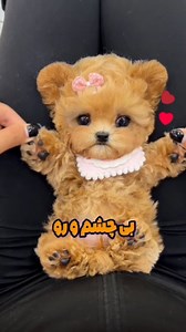 ‎𝔸𝕣𝕤𝕒𝕝𝕒𝕟 𝔸𝕣𝕚𝕒𝕟 | ارسلان آریان‎ | ‎توله سگ چشم دکمه‌ای (پسته) 🤗🥳‎ | Instagram