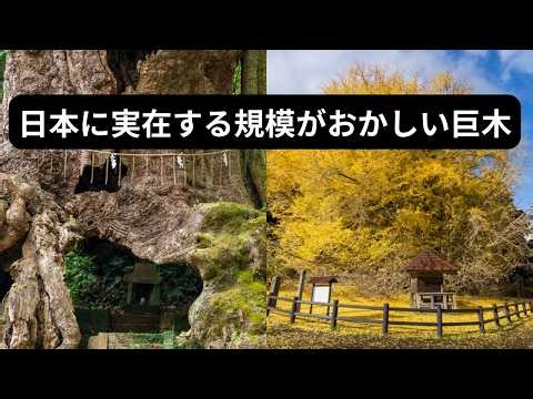 想像以上に太すぎた日本の巨木｜幹回りランキング7選【Google Earth】