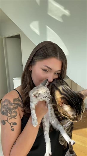 My life 💞#bengal #cat #cattok #kitten #siamese #catsoftiktok