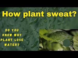 Transpiration in plants. How Plants Sweat?
