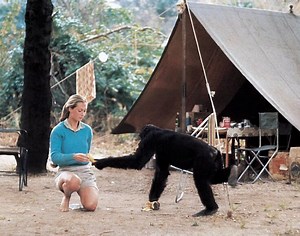 Gombe: 60 Years of Discovery - Jane Goodall Institute USA