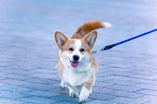A step-by-step guide to master the art of dog walking