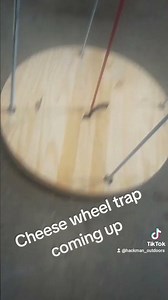 Cheese Wheel rabbit trap #rabbithunting #rabbittraining #beagles #rabbitbeagles #beagles