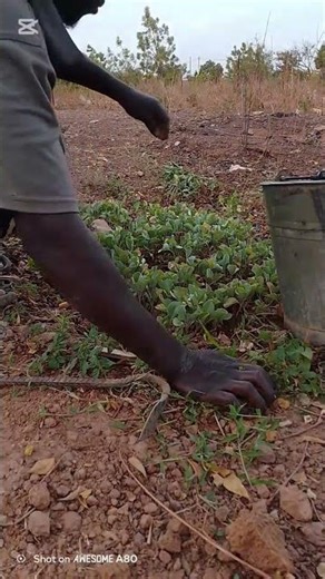 Je retire mes choux de la pépinière pour le repiquage final | Jardinage réussi