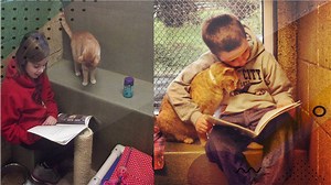 Children Read To Cats To Calm Shy Shelter Animals – And The Cats Love It