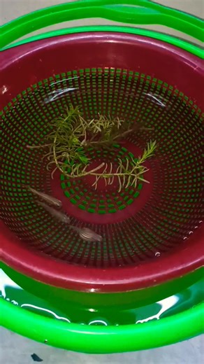 #pregnant #zebradanios #fish #breeding