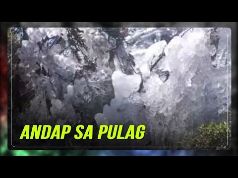 Mga halaman sa Mt. Pulag nabalot ng makapal na andap | ABS-CBN News