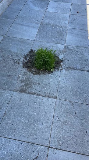 2.9M views · 10K reactions | Drain cleaning For more watching please follow:@gardener_david_sydney David’s mowing #mowing #lawn #grass #sydney #edge #greenwaste #hedges #trimming #gardening #gardeningaustralia #gardencleanup#yard #yardcleanup #frontyard #backyard #frontgarden #backyardgarden#draincleaning #satisfying #draincleaner #drain #potting #weeds #weeding #ride #rideon #yardmaintenance #lawnmaintenance #davidsmowingsydney | David's Mowing Sydney NSW | Facebook