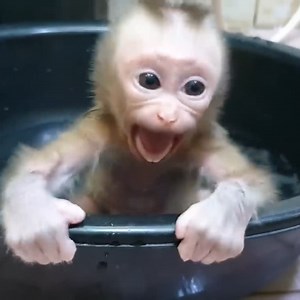 47K views · 1.2K reactions | Break heart!!! Newborn monkey shut cry angry mother shower her with cool water, Newborn very scare and hungry milk | Vlog Monkey | Facebook