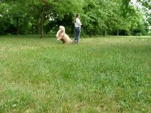 Dog Dancing - Training