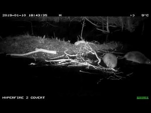 Beaver vocalisations