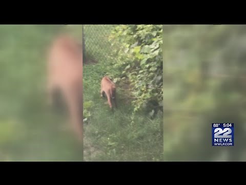 Must See Video: Bobcat spotted in western Massachusetts