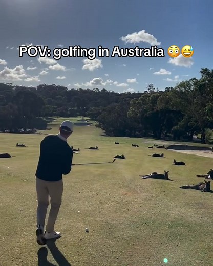 Golfing with Kangaroos in Australia