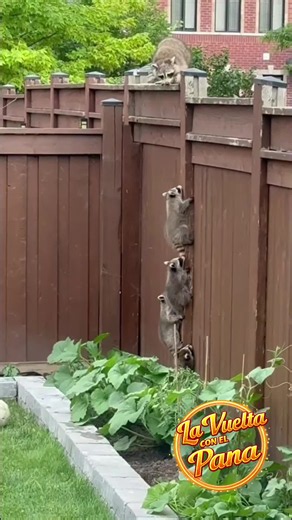 Baby Raccoons Climbing Adventure with a Surprise