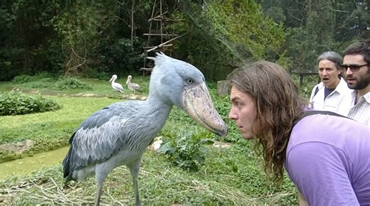 Watch what happens when a shoebill faces a human at close range