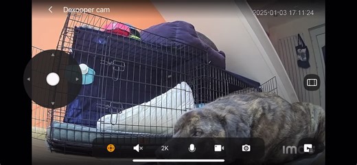 Dexter and Cooper on TikTok