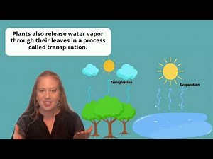 The Journey of Water: Understanding the Water Cycle, Precipitation, and Evaporation
