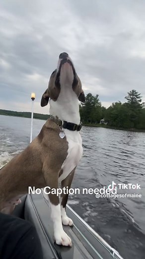 Explore Dog-Friendly Cottages in Maine