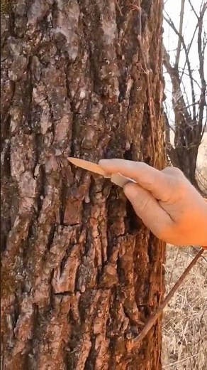 #tips #tricks #to #identify #walnut #trees