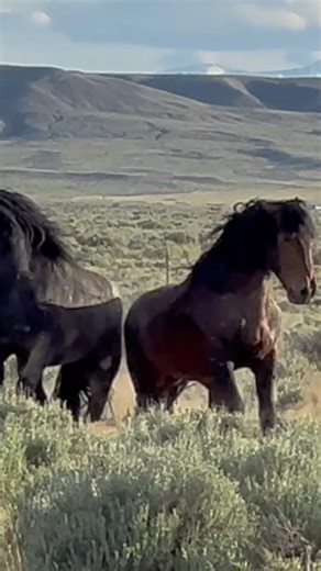 Wild stallions fight in WY. #wildhorse #wildstallionsfighting #nature