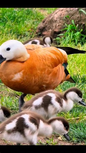 48K views · 4.4K reactions | Amazing family Ruddy shelduck | Wildlife Planet | Facebook