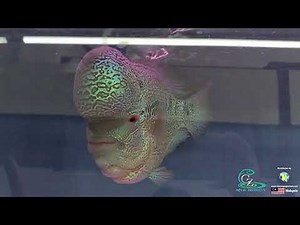 Malaysia Flowerhorn Competition 2023 at Meng Aquarium | Grand Champion Flowerhorn