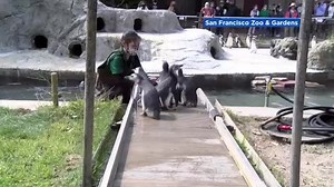 8.3K views | ABC7 News on Reels | Facebook