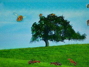 Secrets of Life - Apple TV