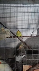 Really awesome  | Bapi Das | Facebook