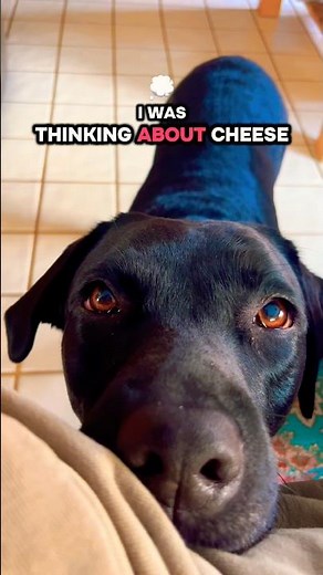 Why Is This Dog Obsessed With Cheese?