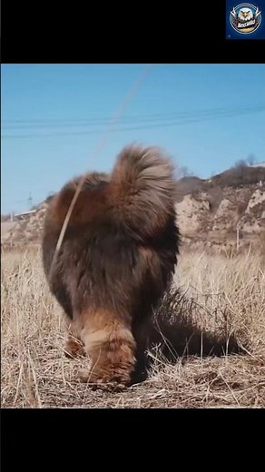 Tibetan Mastiff: The Giant Lion Dog of the Himalayas