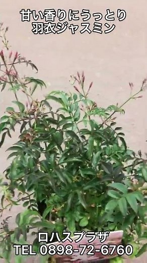 春に咲く花 甘い香りにうっとり ハゴロモジャスミン(羽衣ジャスミン) 花言葉は「あなたは私のもの」インドでは愛の証とされる花