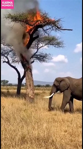 Elephant's Act of Kindness An elephant extinguishes a tree fire with its trunk. Inspiring! #fblifestyle #AI Generated using Kling AI . . . (For entertainment purposes only. Consult professionals if guidance on activities is presented. No brand affiliation is implied if any are shown. If inspired by true events, creative adaptations may be included. Content may include public footage.) | Fabiosa Daily