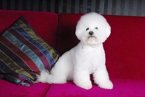 Bichon Yorkie Mix: Facts About The Bichon Yorkie Breed - Cuteness